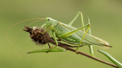Clipart:4olyr5kcngq= Grasshopper