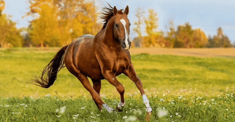 Clipart:8ph6q0ltrde= Horse