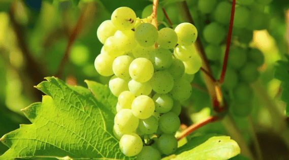 Clipart:9ii2kurovgo= Grapes