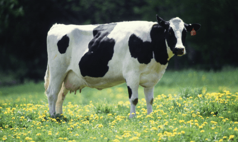 Clipart:_N6r7x-Sehk= Cattle