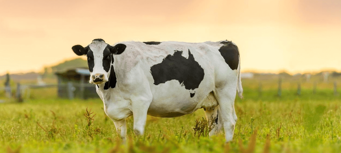 Clipart:_N6r7x-Sehk= Cattle