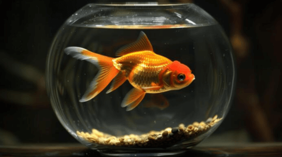 Clipart:55kmvapz9e4= Fishbowl