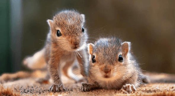 Baby:Ncl4kzxhro8= Squirrel