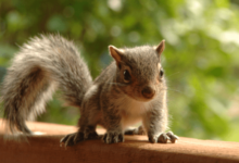 Baby:Ncl4kzxhro8= Squirrel